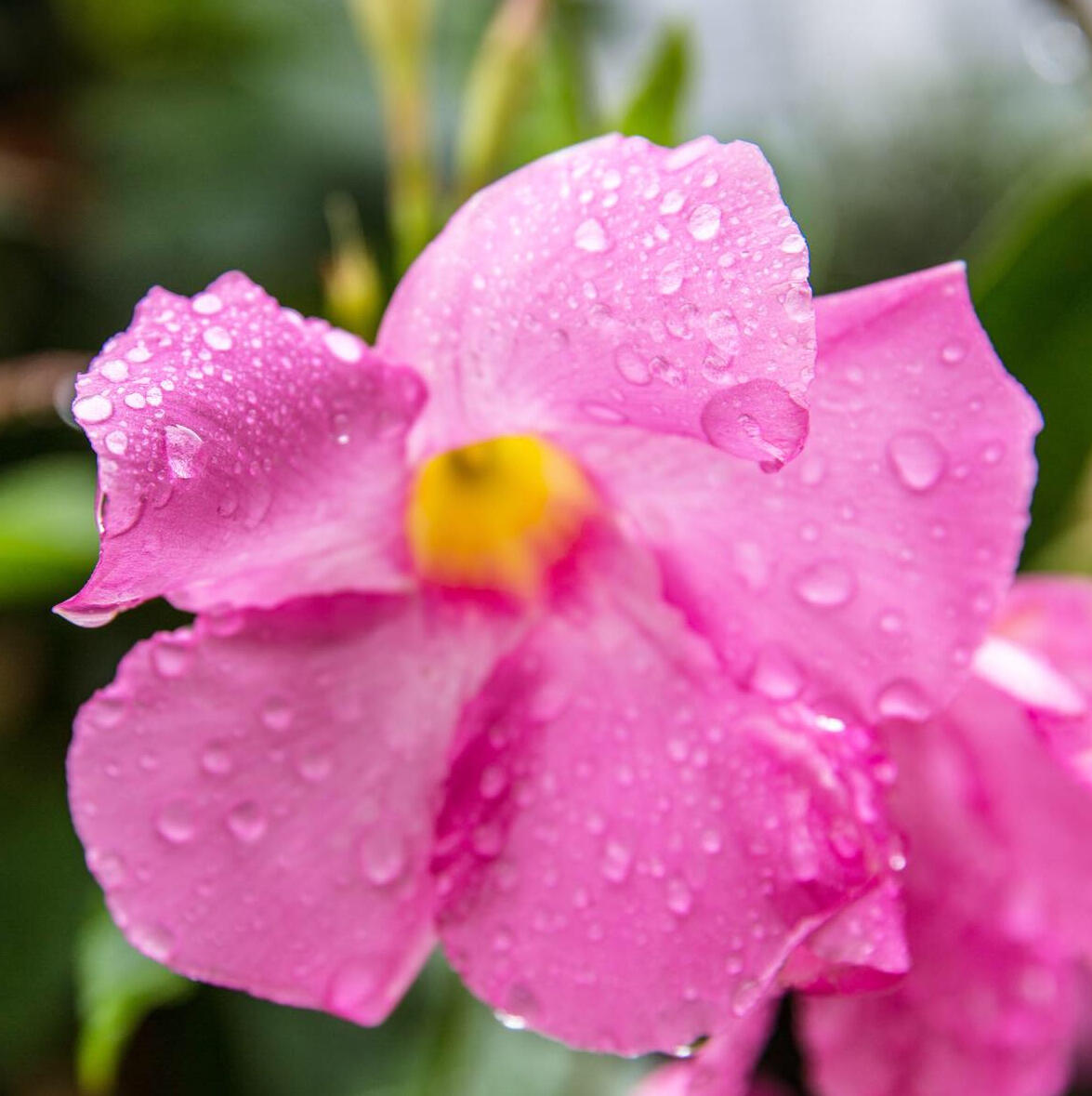 After the rain mandevilla